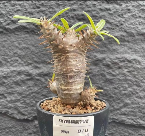 Pachypodium rosulatum cactipes