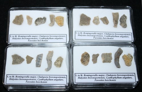 Silurian fossil coral - fossil,