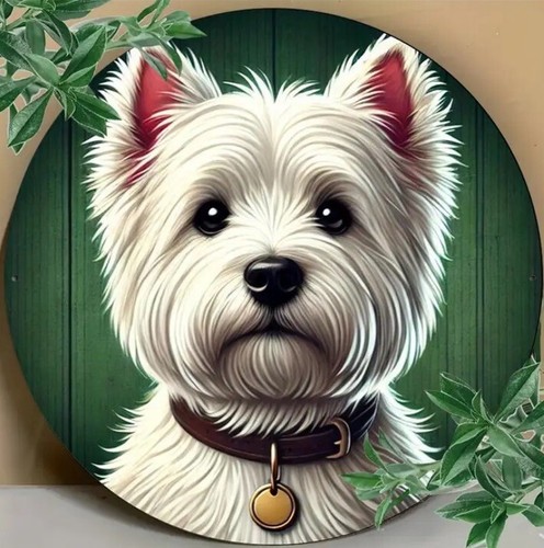 Westie west highland - westie, terrier