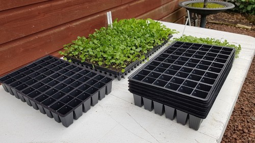 Seed plug trays 60 - trays, cells
