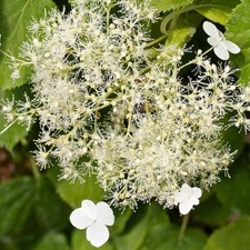 Climbing Hydrangea Petiolaris Shade Loving White Flowers Heart Shaped 1x 3L Pot
