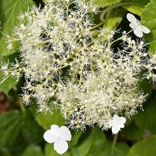 Climbing hydrangea petiolaris - climbing,