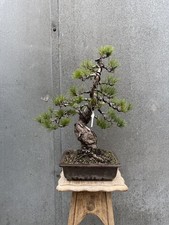 Imported Japanese White Pine Bonsai Tree