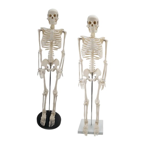 Stand fexible medical skeleton - fexible,