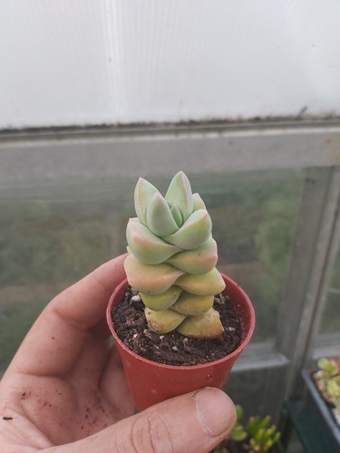 Crassula moonglow succulent - moonglow,