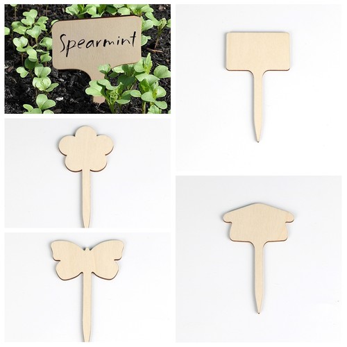 50pcs seed potted - seed, herbs