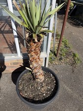 Yucca filigree plants - 4,