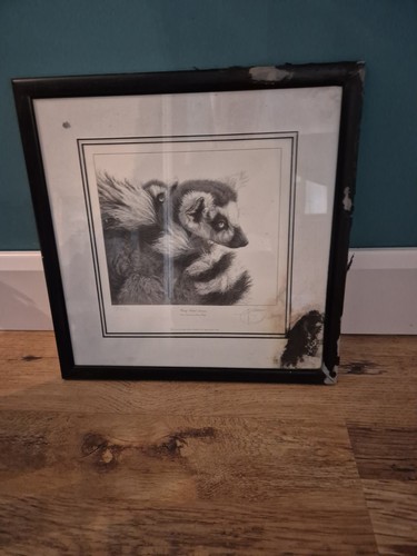 Ring tailed lemur - ring,