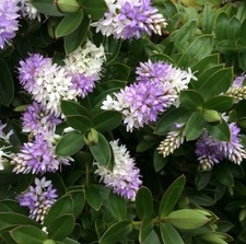 Hebe plug plants lilac - blue, to