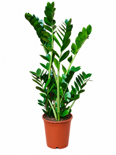 Large plant approx 3ft - large,