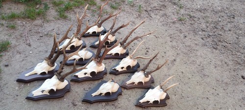 Roebucks antlers trophy - roebucks,