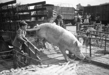 Two children coaxing a pig out