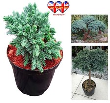 Pack of 2 Juniperus,Blue
