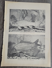1905 GOLDEN TENCH GERMAN CARP