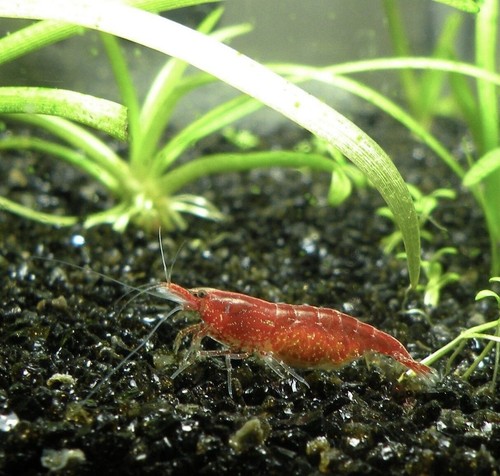 Fire red cherry shrimp - fire,