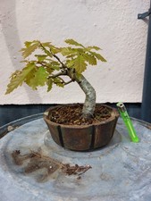 English Oak (Quercus robur)