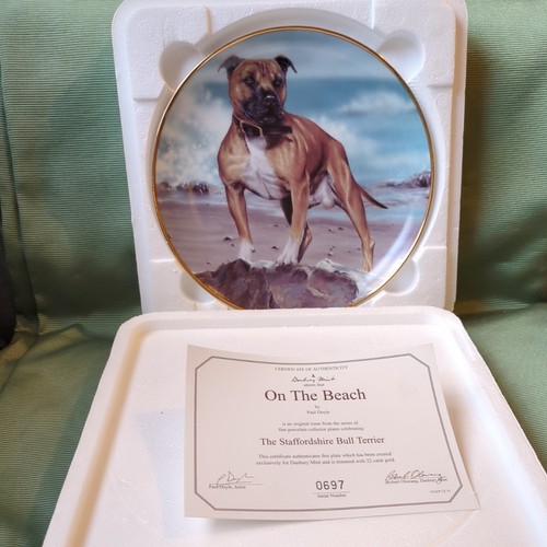 Staffordshire bull terrier - terrier, on