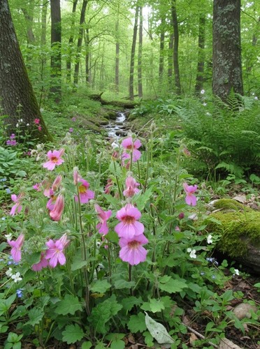 Rehmannia elata chinese - rehmannia,