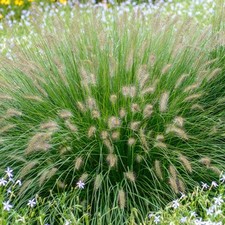 Pennisetum Alopecuroides 'Hameln Gold' | Ornamental Grass Garden Plant in Pot