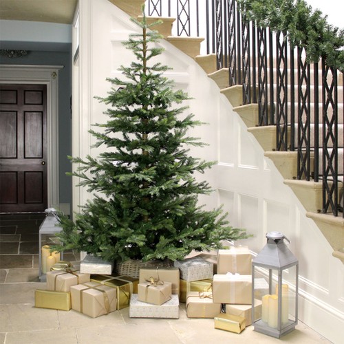 Everlands grandis fir 6ft - grandis,