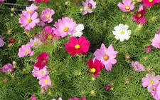 Mixed cosmos bedding plants - mixed,