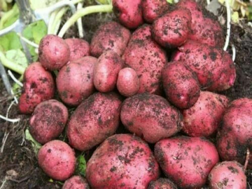 Desiree main crop seed - desiree,main,