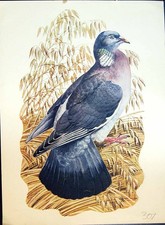 Original Old Antique Print Colour Pigeon
