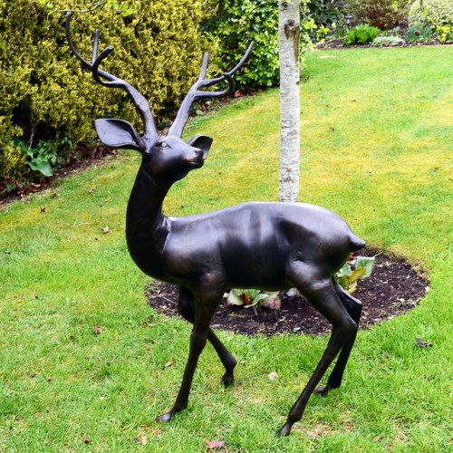 Supberb large stag in dark - in,