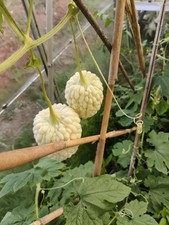 5xPearl bitter gourd seeds