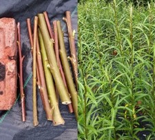 LIMITED OFFER 50 NATIVE WILLOW FAST CUTTINGS SUSTAINABLE BIOMASS FIREWOOD