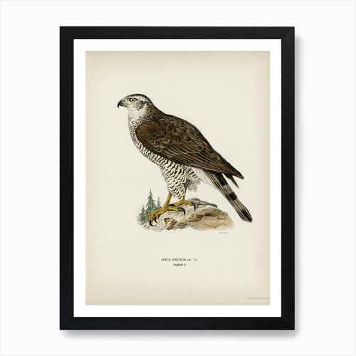 Goshawk female accipiter - female, (accipiter