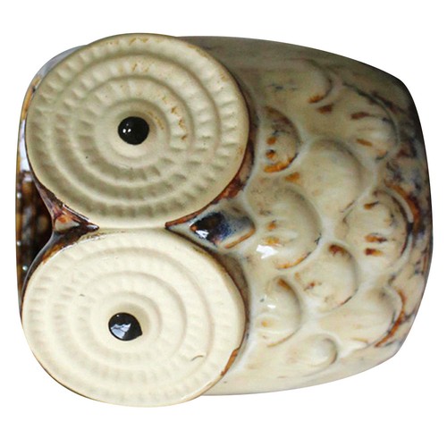 Pcs owl succulent - 2,