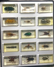Selection of REAL insects