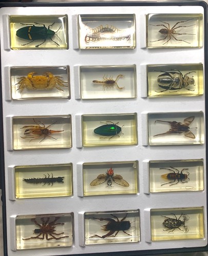 Selection real insects - selection, of