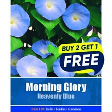 Flower Seeds Morning Glory Heavenly Blue  - 30 Seeds Garden Plant Seed
