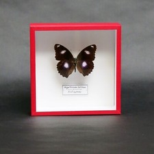 Blue Moon Butterfly in Museum