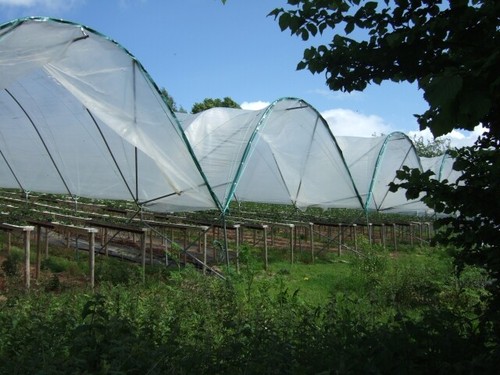Photo 6x4 polytunnels near ide - photo,