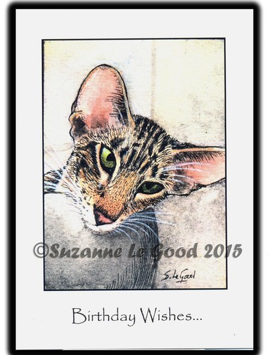 Original large oriental tabby - original,