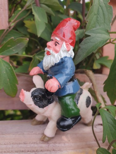 Grandpa gnome riding pig - gnome,
