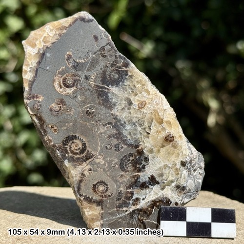 Promicroceras ammonite fossil - ammonite,