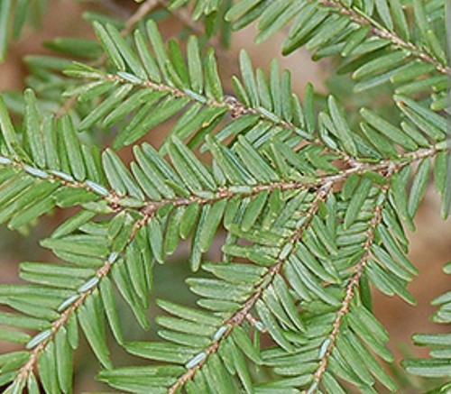 Hardy northern hemlock pine - hardy,
