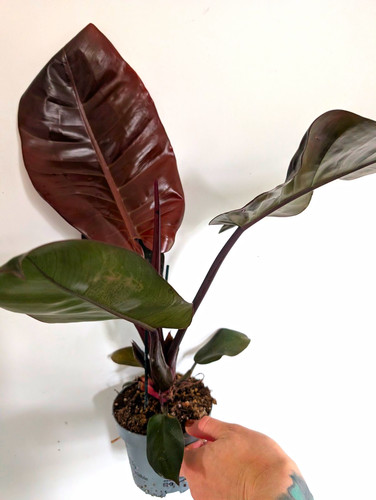 Philodendron black cardinal - black,