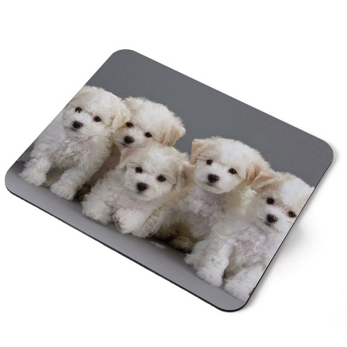 Mouse mat pad white bichon - mouse,
