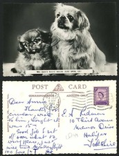 Pekingese Dogs Puppies We