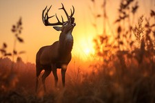 STAG DEER ANIMAL CANVAS