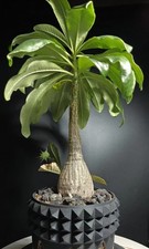 6.5cm Rare Pachypodium decaryi SeedingGrowth WYSIWYG Boutique