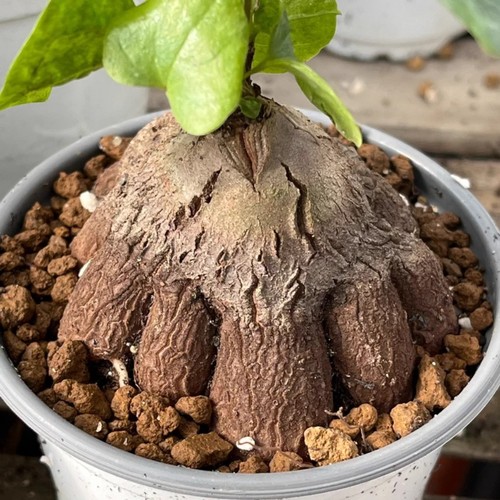 6cm succulent cactus plant - cactus,