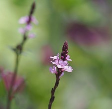 Verbena grandiflora 'Bampton' set of Three 9cm Plants