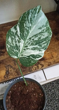 Monstera Borsigiana Albo