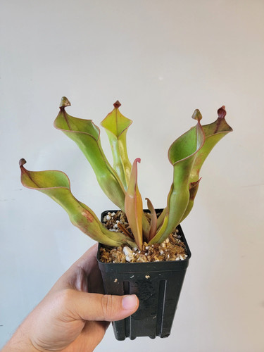 Heliamphora nutans glabra - heliamphora,